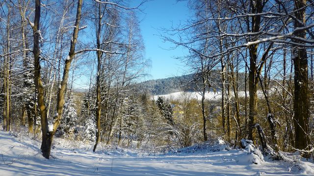 Forest Inn – na zewnątrz – zdjęcie 5